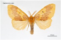 藏品(寬帶黃毒蛾)的圖片